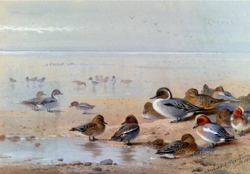 アーチボルド・ソーバーン Painting - 海岸のアーチボルド・ソーバーン鳥のオナガガモとヒドリガモ